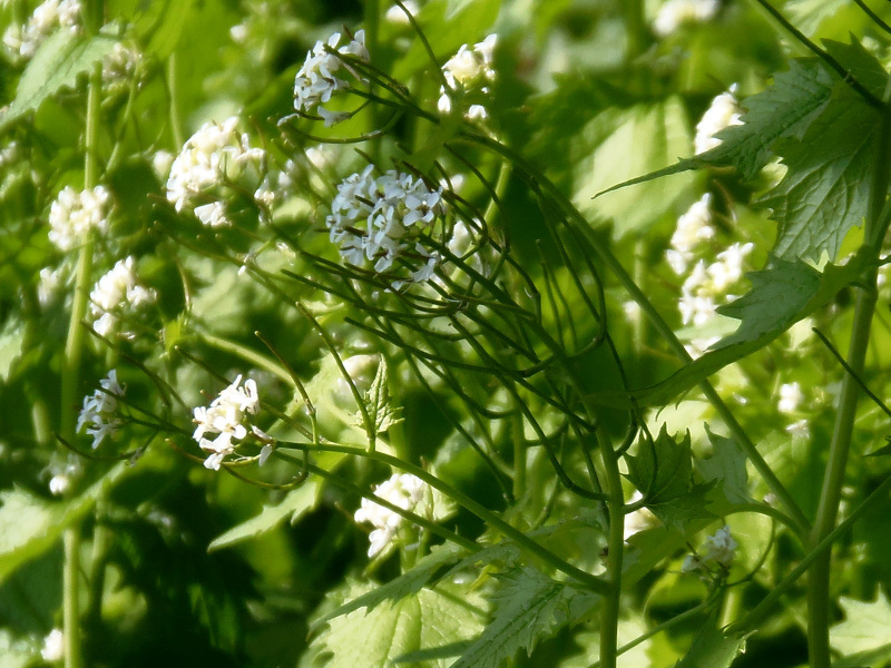 Alliaria petiolata (M. Bieb.) Cavara & Grande, 1913-Alliaire #70148