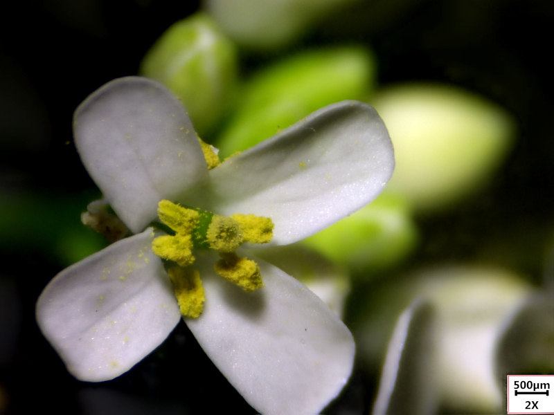 Alliaria petiolata (M. Bieb.) Cavara & Grande, 1913-Alliaire #70144