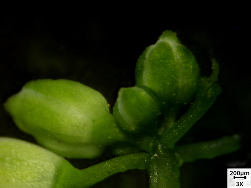 Alliaria petiolata (M. Bieb.) Cavara & Grande, 1913-Alliaire #70145