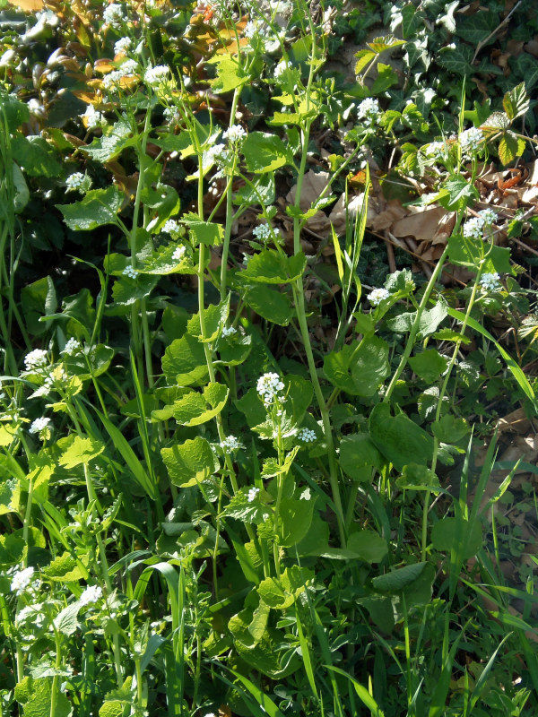 Alliaria petiolata (M. Bieb.) Cavara & Grande, 1913-Alliaire #70134