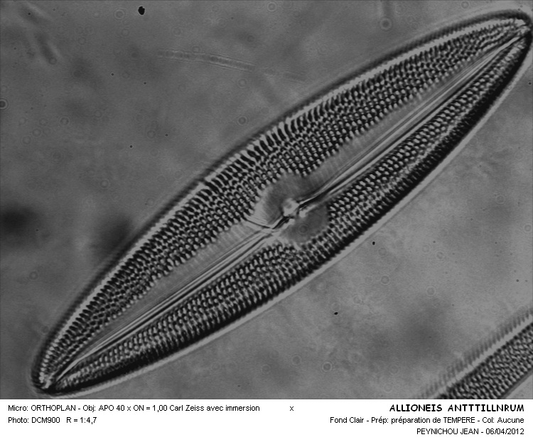 ALLIONEIS ANTTILLNRUM #31461
