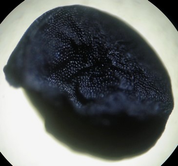 Allium cepa (graine d oignon de Barletta) #15755