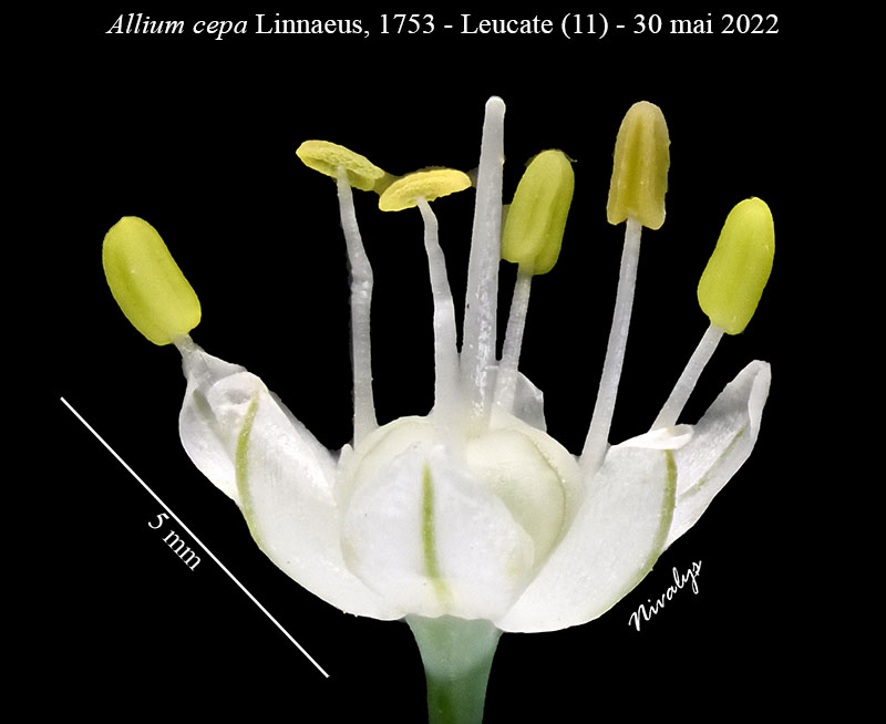 Allium cepa #75046