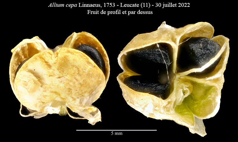 Allium cepa #75048
