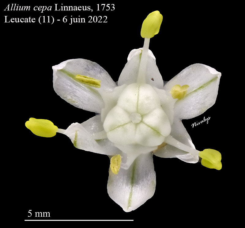 Allium cepa #75047