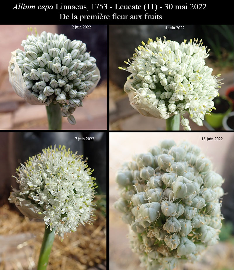 Allium cepa #75045