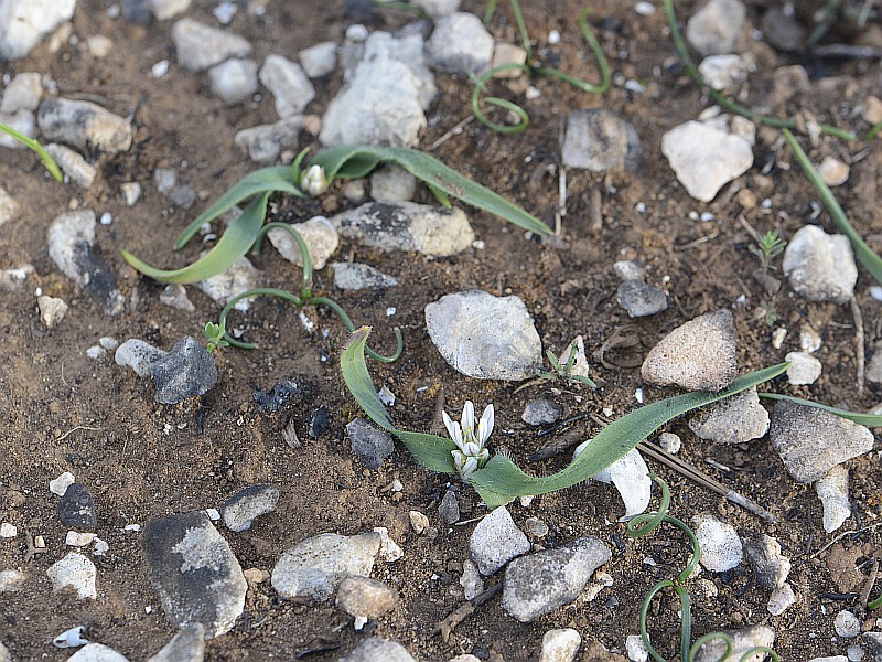 Allium chamaemoly L. #53359