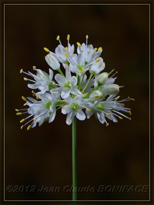 Allium ericetorum Thore #29218
