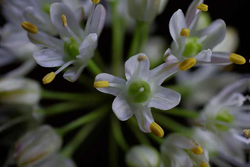Allium ericetorum Thore #29216
