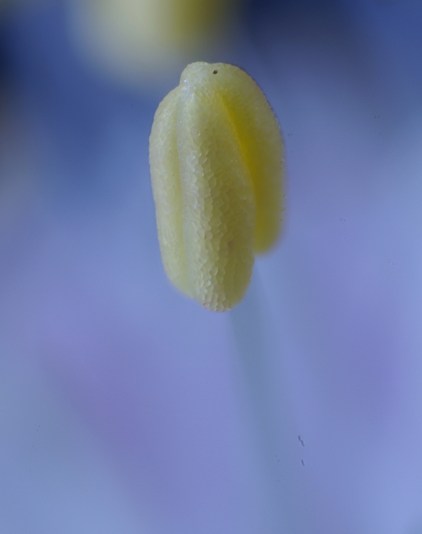 Allium ericetorum Thore #29217