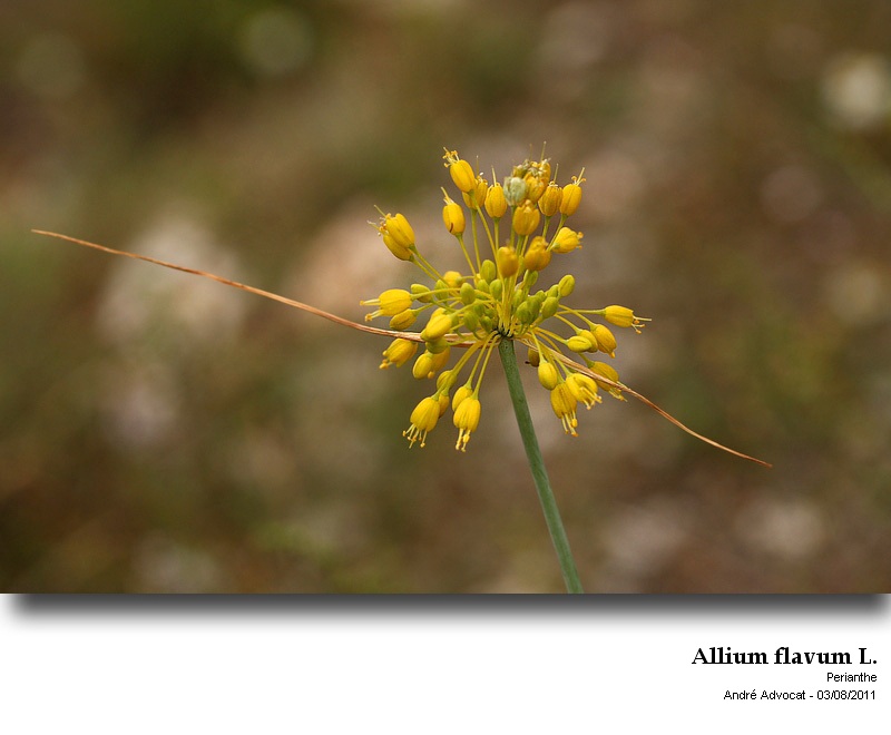 Allium flavum L. #23980