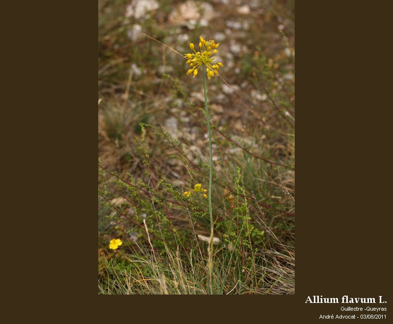 Allium flavum L. #23979