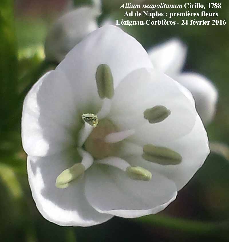 Allium neapolitanum #44018