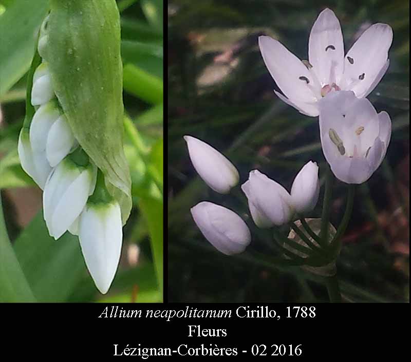 Allium neapolitanum #44017