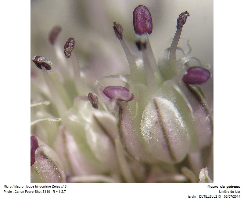 ALLIUM PORRUM - POIREAU #38096