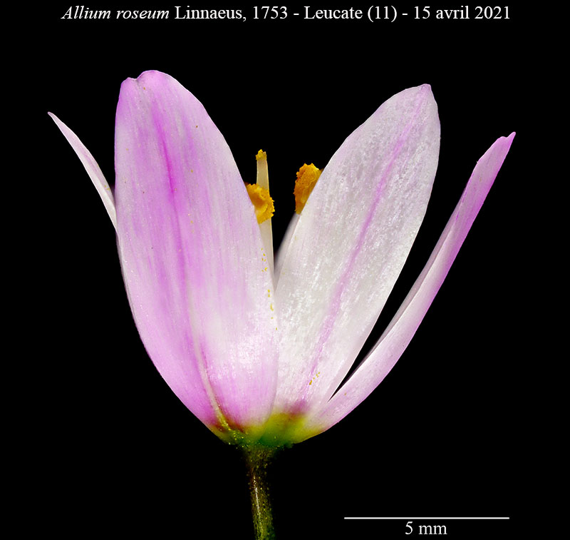 Allium roseum #66682