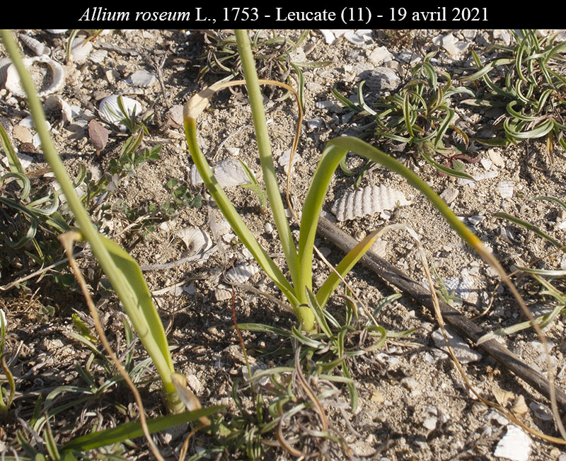 Allium roseum #66679
