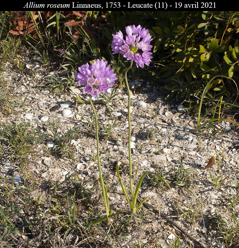 Allium roseum #66678