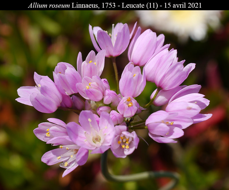 Allium roseum #66680