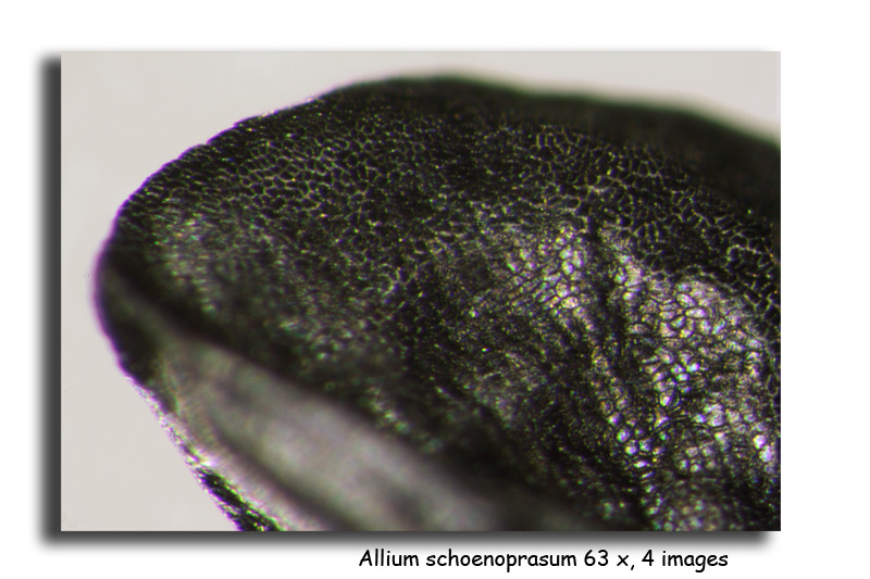 Allium schoenoprasum (Graines de ciboulette) #15839