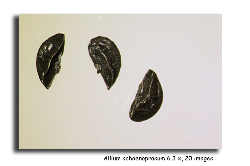 Allium schoenoprasum (Graines de ciboulette) #15837