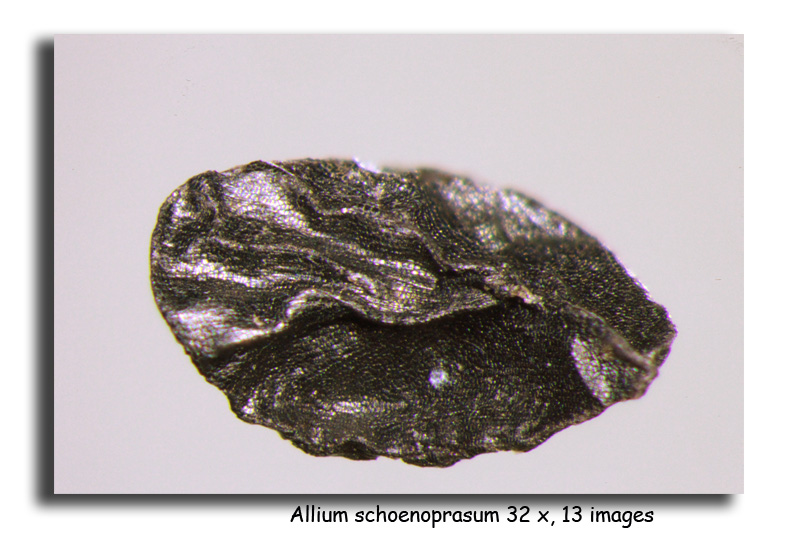 Allium schoenoprasum (Graines de ciboulette) #15838