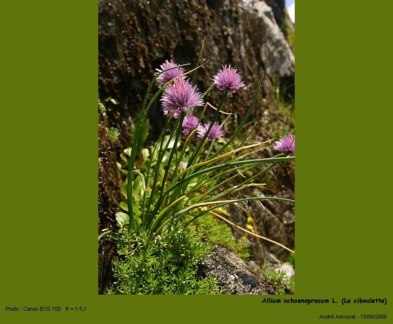 Allium schoenoprasum L. (la ciboulette) #4617