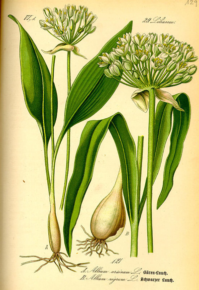 Allium ursinum L. - Ail des ours (Liliacées) #3812