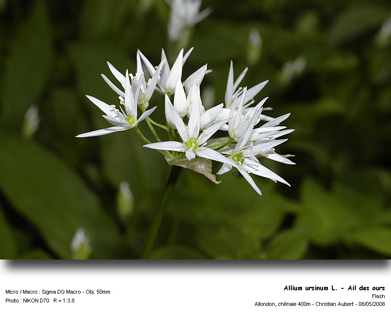 Allium ursinum L. - Ail des ours (Liliacées) #3810