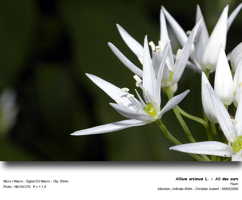 Allium ursinum L. - Ail des ours (Liliacées) #3811