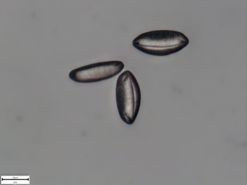 Allium ursinum L., 1753 - pollen #70222