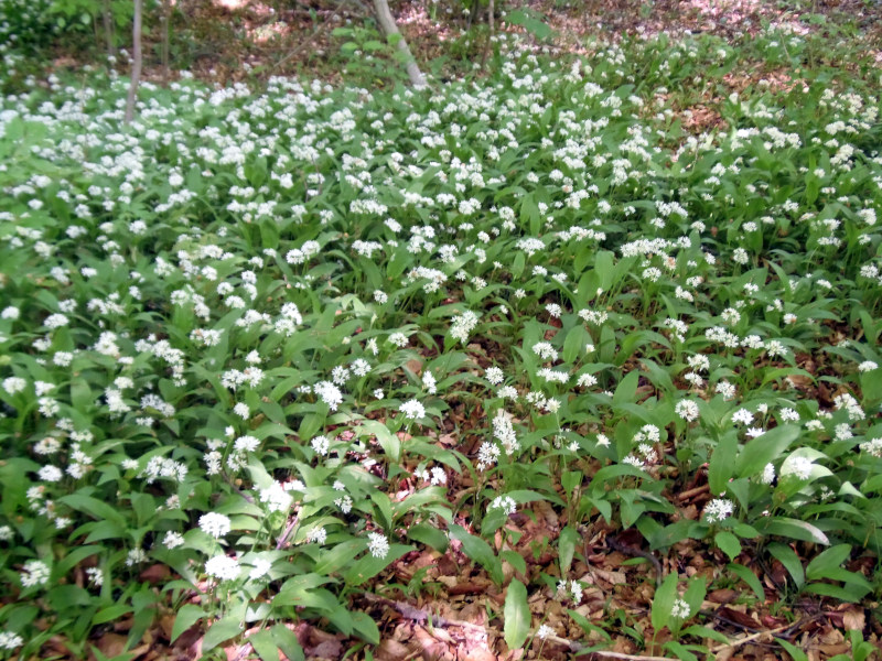 Allium ursinum L. , 1753 - Ail des ours #70205
