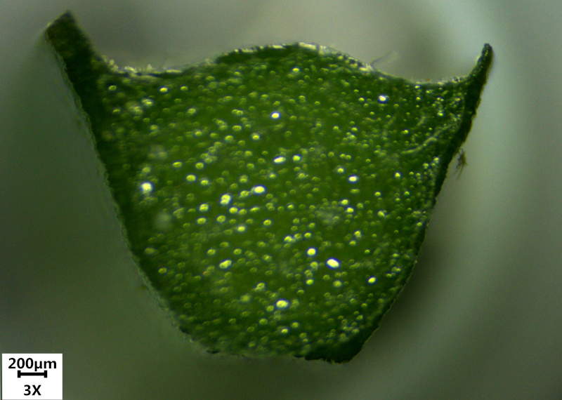 Allium ursinum L. , 1753 - Ail des ours #70215
