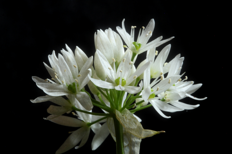 Allium ursinum L. , 1753 - Ail des ours #70208