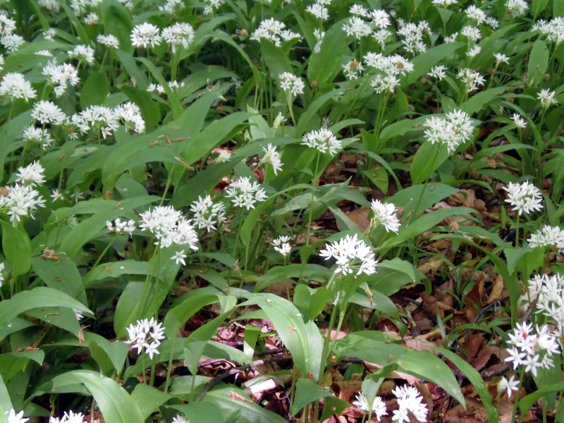 Allium ursinum L. , 1753 - Ail des ours #70206