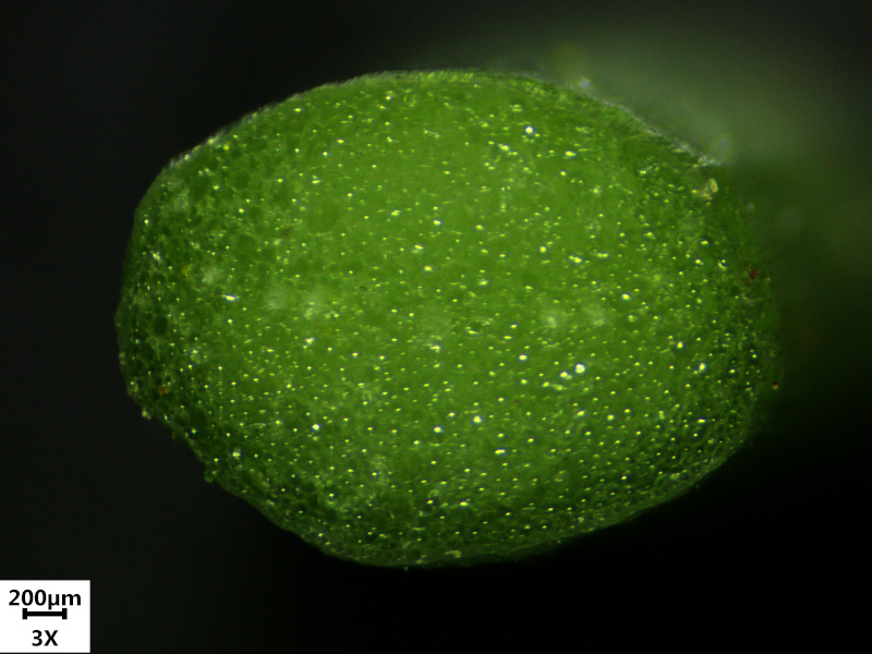 Allium ursinum L. , 1753 - Ail des ours #70214