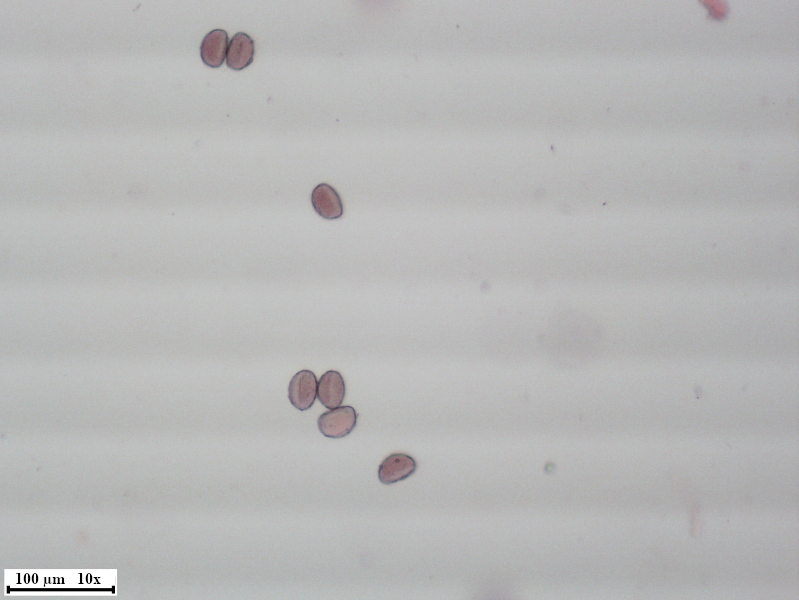 Allium ursinum L., 1753 - pollen #70224