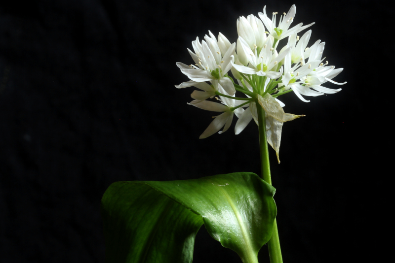 Allium ursinum L. , 1753 - Ail des ours #70207