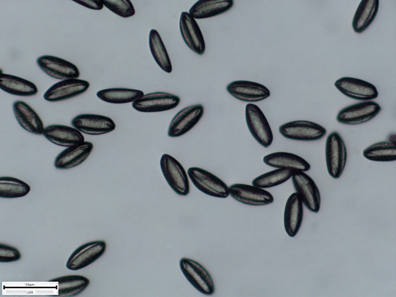 Allium ursinum L., 1753 - pollen #70221