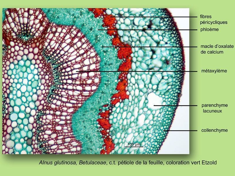 Alnus glutinosa, histologie, histology. #25009
