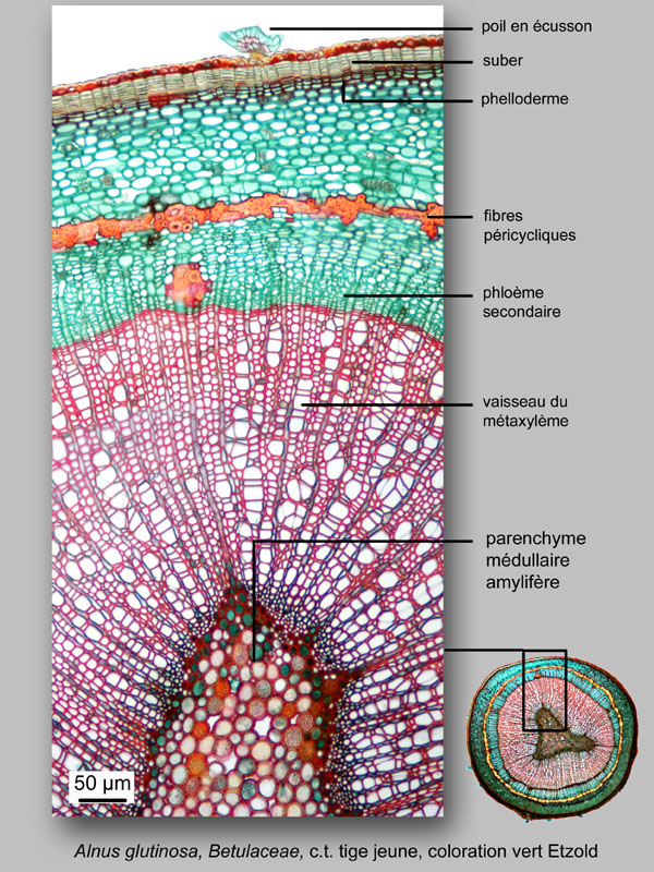 Alnus glutinosa, histologie, histology. #25007