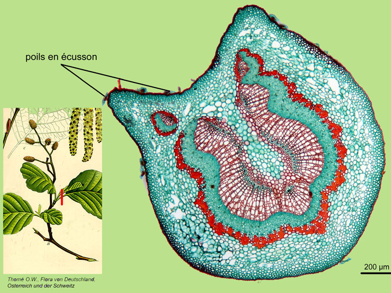 Alnus glutinosa, histologie, histology. #25008