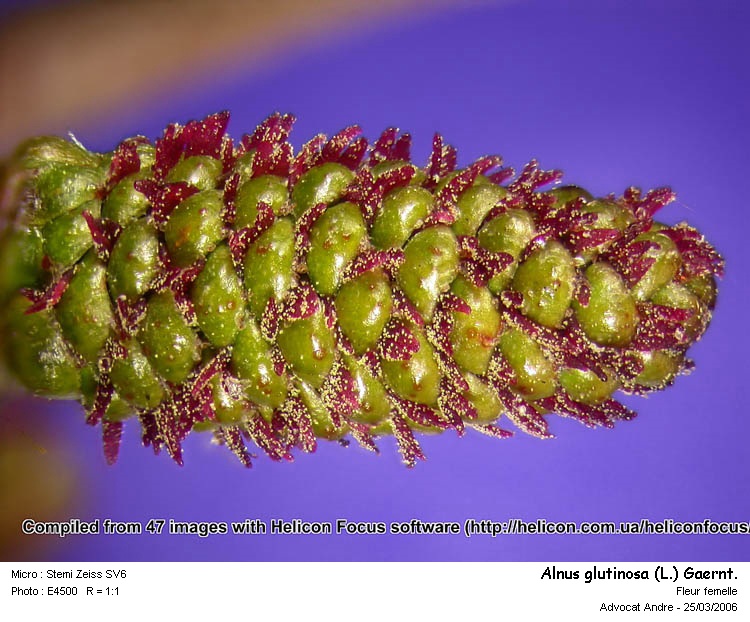 Alnus glutinosa (L.) Gaertn #8389