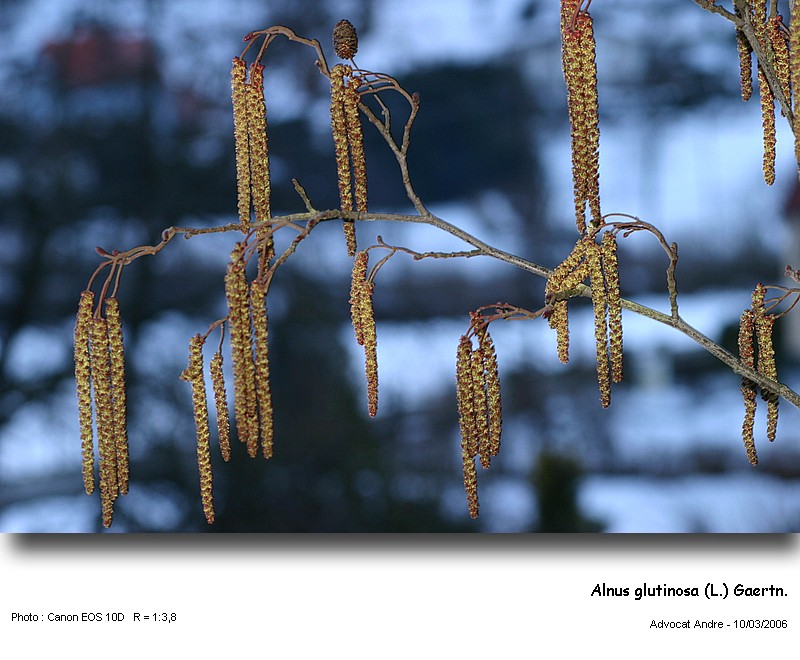 Alnus glutinosa (L.) Gaertn #8388