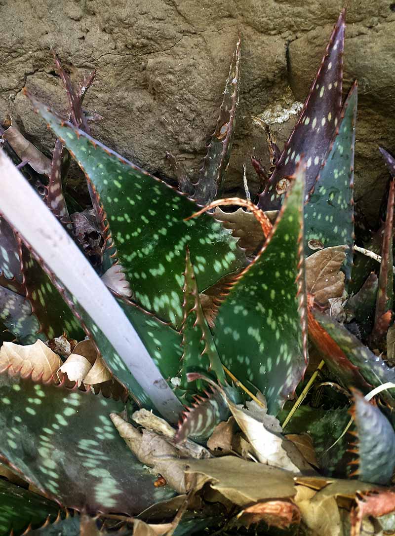 Aloe maculata #50131