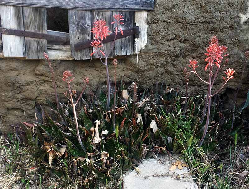 Aloe maculata #50130