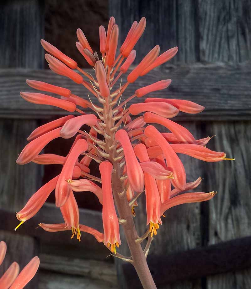 Aloe maculata #50133