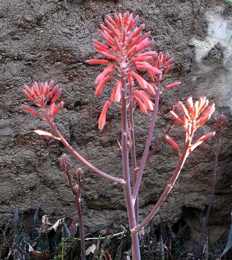Aloe maculata #50132