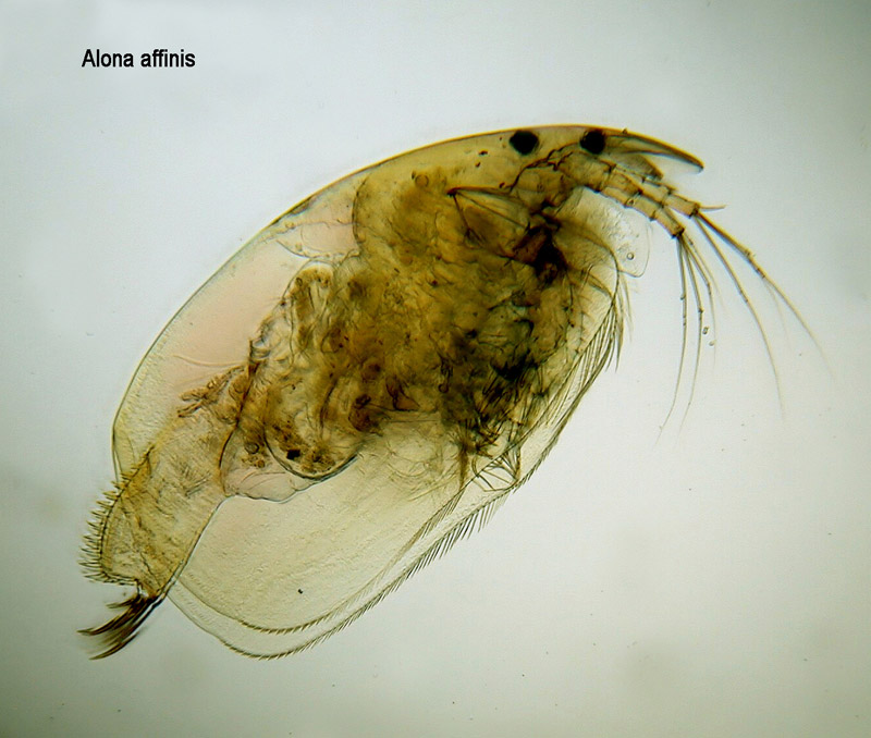 Alona affinis #13128