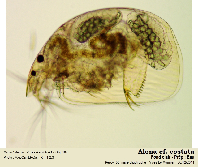 Alona costata Sars, 1862 #25318